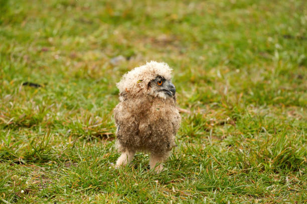 フクロウのひよこワシフクロウのクローズアップ。鳥は草の中で不安定です - owl awe bird close up ストックフォトと画像