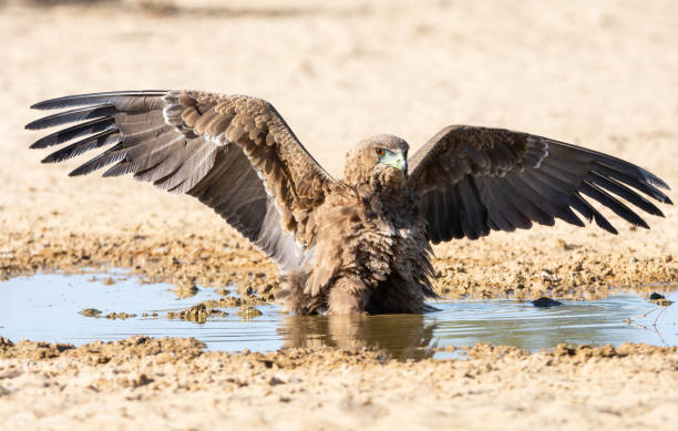 Immature Bateleur Eagle An Immature Bateleur Eagle standing in a puddle of water for a drink in the Kgalagadi, Southern Africa bateleur eagle terathopius ecaudatus portrait stock pictures, royalty-free photos & images