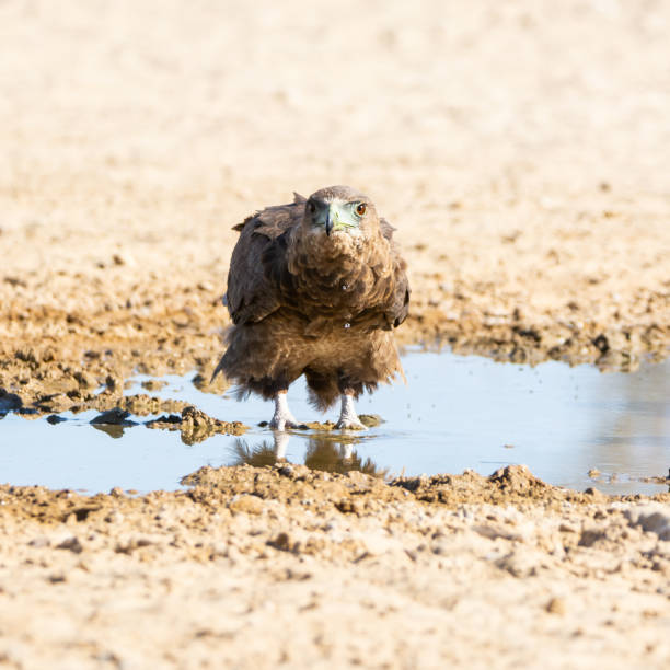 Immature Bateleur Eagle An Immature Bateleur Eagle standing in a puddle of water for a drink in the Kgalagadi, Southern Africa bateleur eagle terathopius ecaudatus portrait stock pictures, royalty-free photos & images