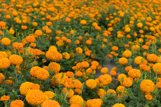 istock A beautiful vibrant orange marigold field - perfect for wallpapers 1329998794