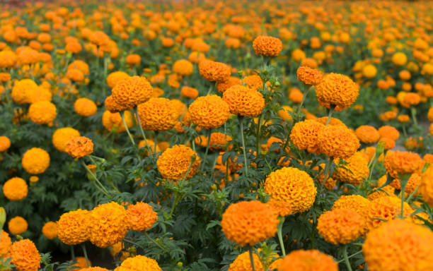 istock A beautiful vibrant orange marigold field - perfect for wallpapers 1329998855