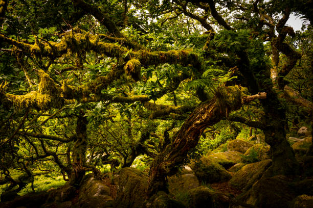 istock Deciduous moss covered trees in a wood on Dartmoor 1330001089