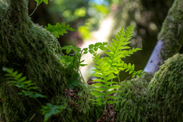 Deciduous moss covered trees in a wood on Dartmoor stock photo