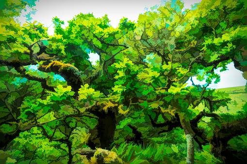 Deciduous moss covered trees in a wood on Dartmoor, heavily post processed to give a blocky graphic cartoon effect.