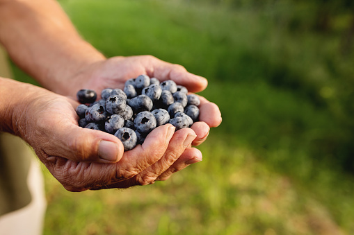 Senior man hands holding heap of fresh cultivated blueberry. Healthy eating and Alzheimer or dementia healing concept. High quality photo