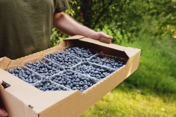 istock Senior man hands holding box with fresh cultivated blueberry 1330001201