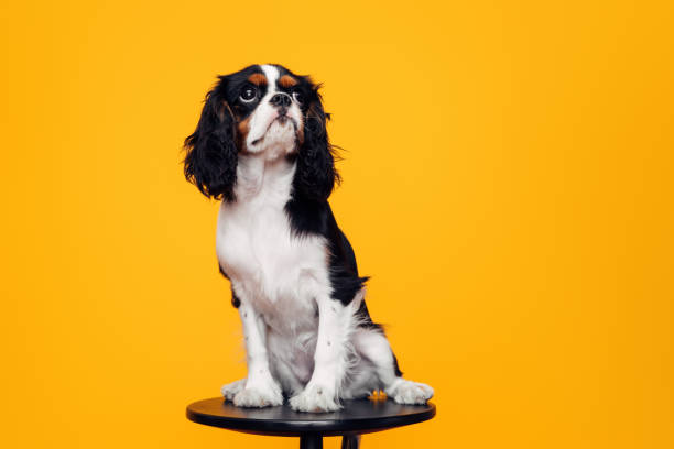 istock Studio shot of a cute puppy 1330001220