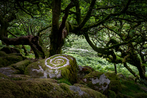 Deciduous moss covered trees in a wood on Dartmoor.  On the left is a carved pattern on a rock, suspected to be an act of vandalism on ancient moss covered rocks. This is Wistman’s wood a free to enter public wood on Dartmoor near Two Bridges.