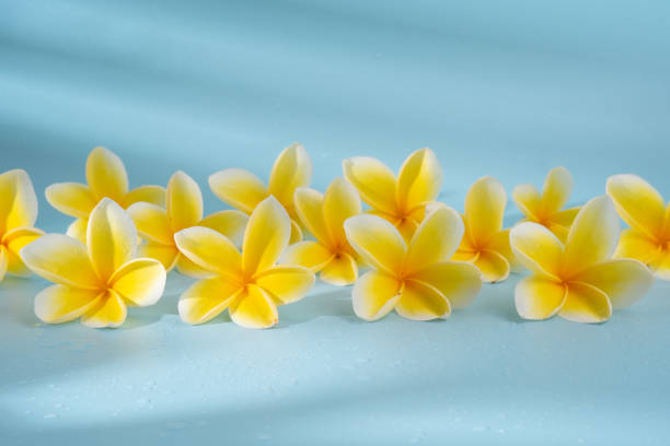 istock Frangipani flower on a blue background 1330001918