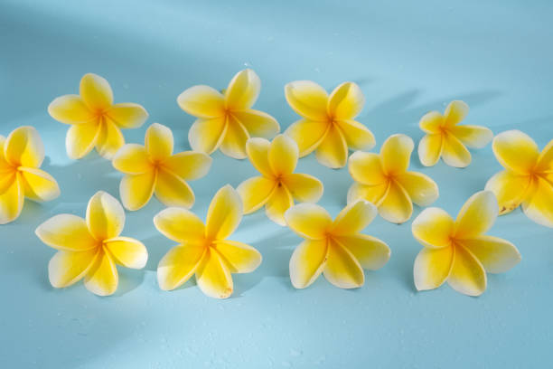istock Frangipani flower on a blue background 1330002582