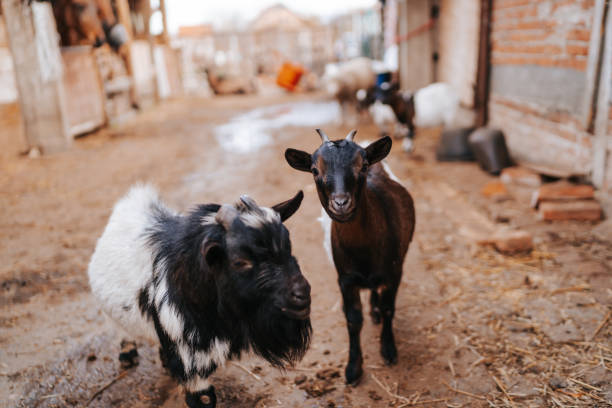 istock Dwarf goats at petting zoo 1330003073