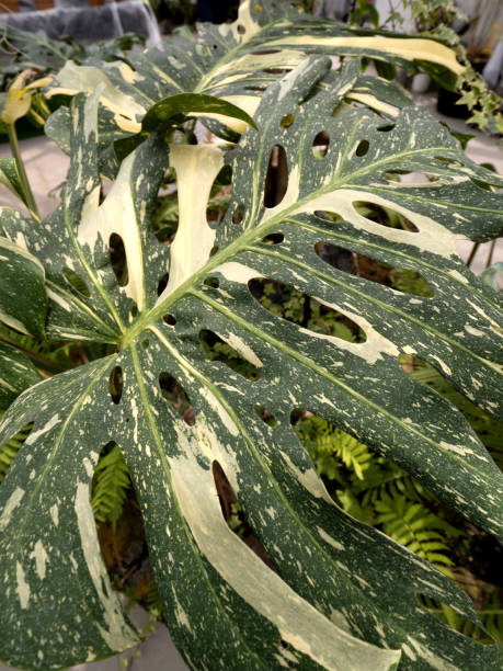 istock Ornamental plant, Monstera 1330005080