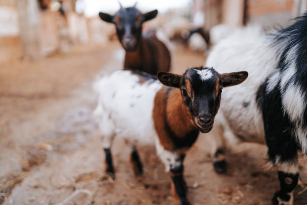istock Dwarf goats at petting zoo 1330005168