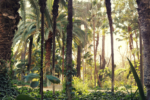 Tropical forest landsape with green palm trees and yellow day light - warm wallpaper