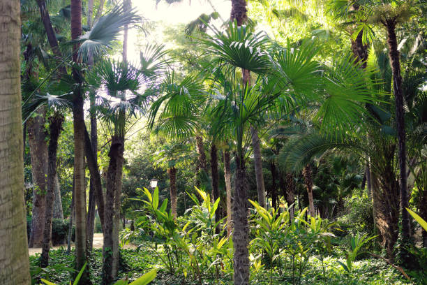 istock Tropical forest landscape with green palm trees - warm wallpaper 1330005536