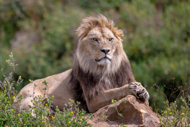 istock A lion rests in the savannah 1330005803