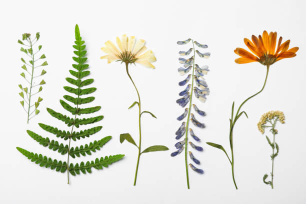Wild dried meadow flowers on white background, top view