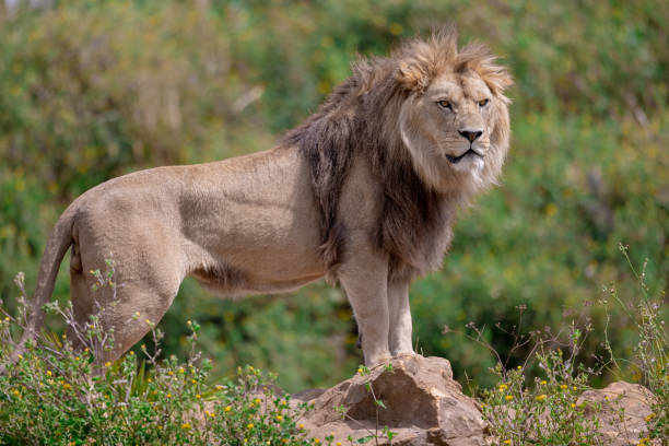 istock A lion rests in the savannah 1330006425