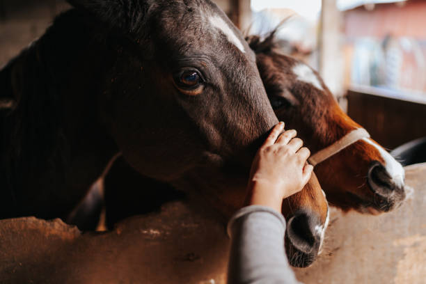 istock Female hand stroking two horses in stable 1330006511