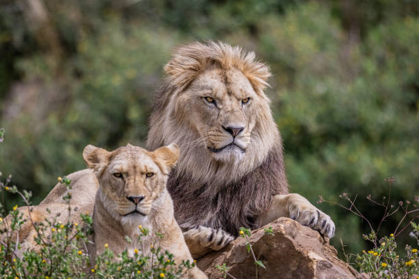 istock A lion rests in the savannah 1330006559
