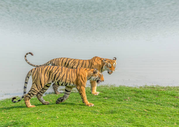 istock Royal Bengal Tigers on the move 1330006615