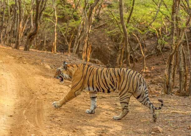 istock Royal Bengal Tiger crossing the track 1330006668
