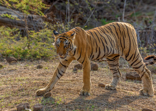 istock Royal Bengal Tiger on the move 1330006679