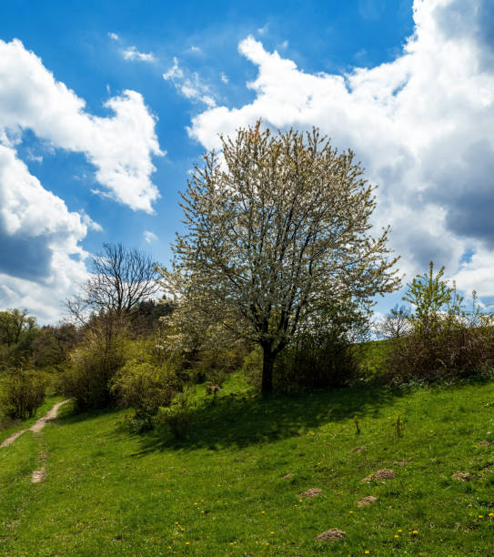istock Springtime mountain meadow with blossoming trees, hiking trail and blue sky with clouds in Bile Karpaty mountains in Czech republic 1330006687