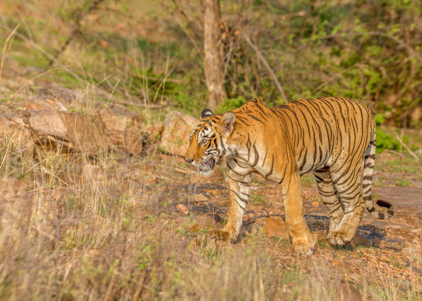 istock Royal Bengal Tiger on the move 1330006712
