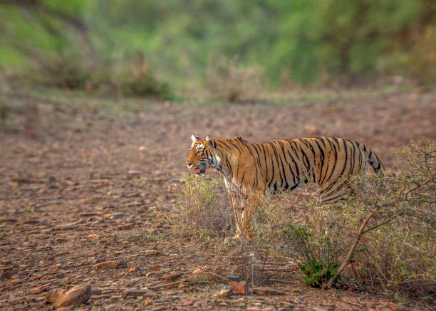 istock Royal Bengal Tiger on hunt 1330006733