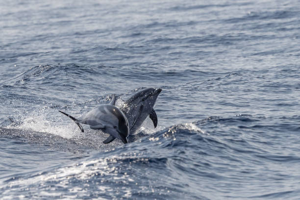 istock striped Dolphin while jumping in the deep blue sea 1330006739
