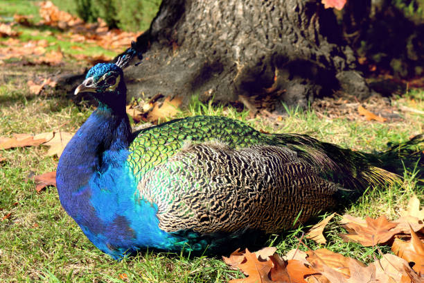 Colorful blue peacock male sitting in a park in autumn with fallen leaves of a tree - Beautiful wallpaper Colorful blue peacock male sitting in a park in autumn with fallen leaves of a tree - Beautiful animal wallpaper peacock feathers scales photos stock pictures, royalty-free photos & images