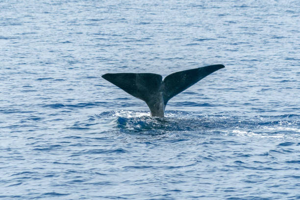 istock tail of Sperm Whale at sunset while diving 1330007052