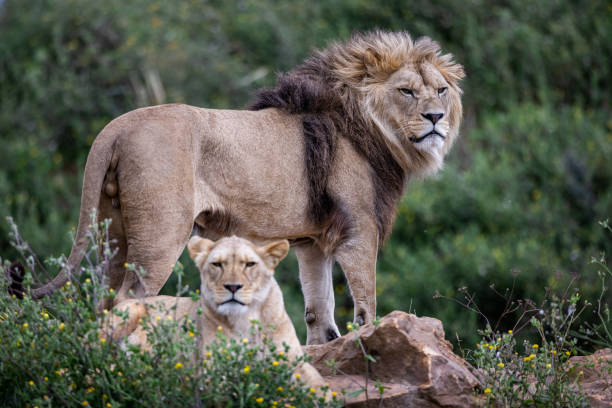 istock A lion rests in the savannah 1330007079