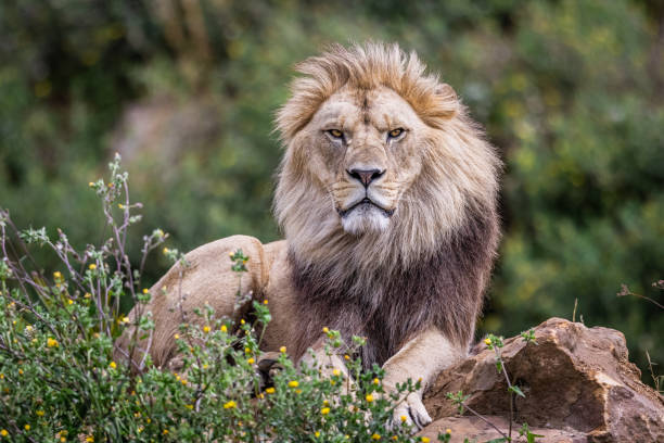 istock A lion rests in the savannah 1330007080