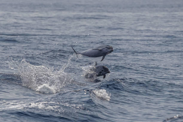 istock striped Dolphin while jumping in the deep blue sea 1330007253