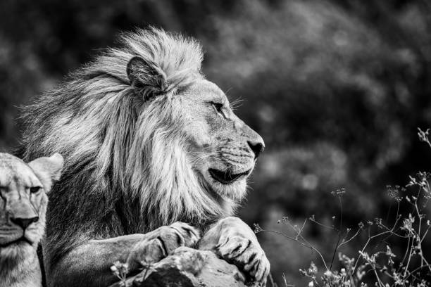 istock A lion rests in the savannah 1330007362