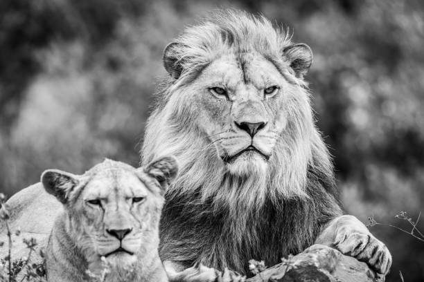 istock A lion rests in the savannah 1330008153