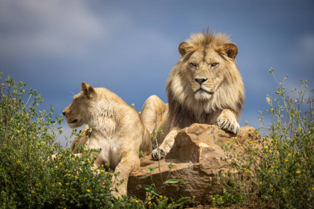 istock A lion rests in the savannah 1330008315