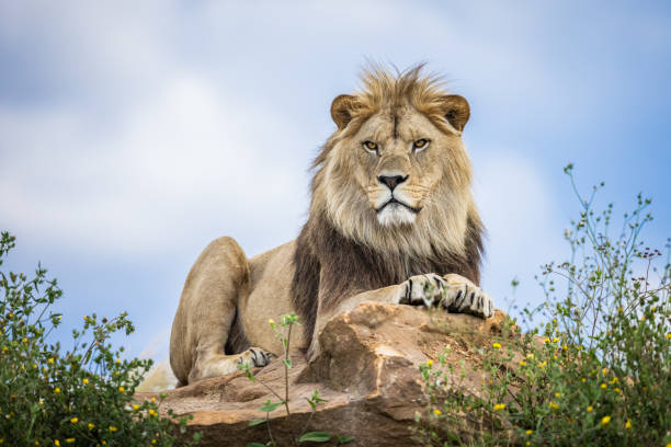A lion rests in the savannah