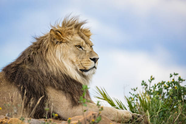 istock A lion rests in the savannah 1330008552