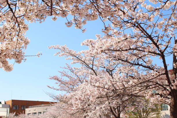 istock cherry blossom and sky in spring 1330008667