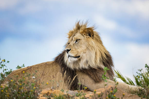 istock A lion rests in the savannah 1330008692