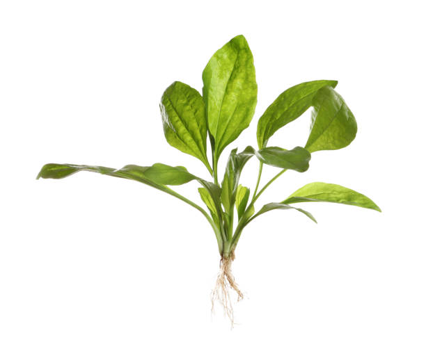 istock Broadleaf plantain on white background. Medicinal herb 1330009293
