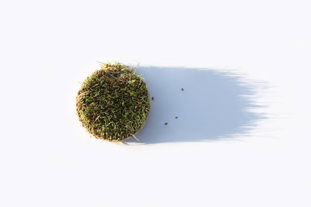 istock Fresh sprouted wheat grass with shadow on white background. Round heap of germinated wheat. Top view. 1330009392