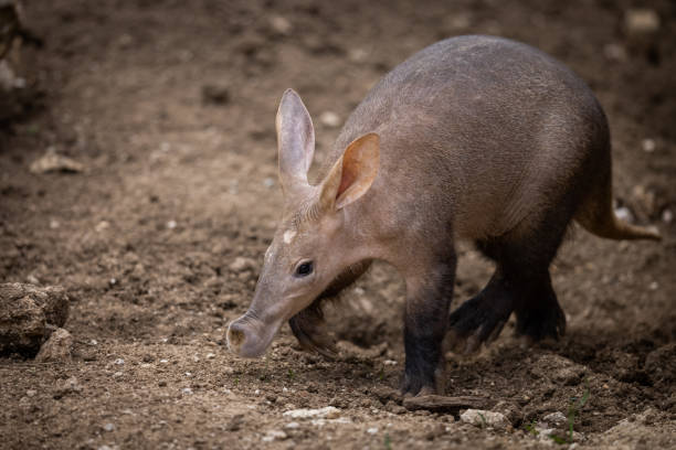 aardvark camminare nel deserto - oritteropo foto e immagini stock