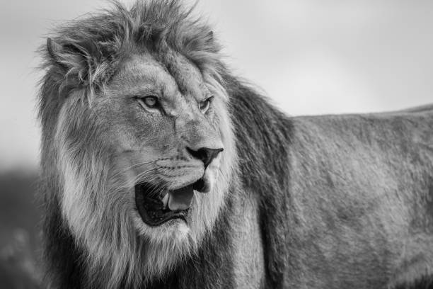 istock A lion rests in the savannah 1330009537