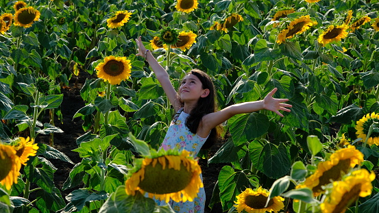sunflower, sky, meditatating, blue sky, field, sunset, happy