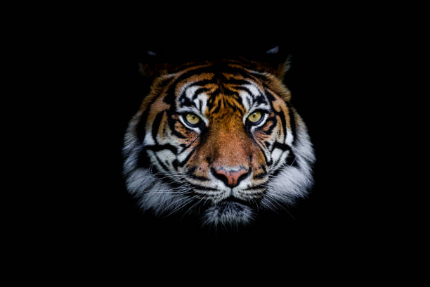 istock Sumatra tiger with a black background 1330009890