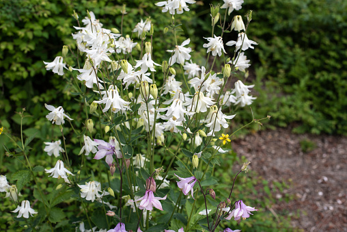 white and pink flowering columbines in a garden in springtime